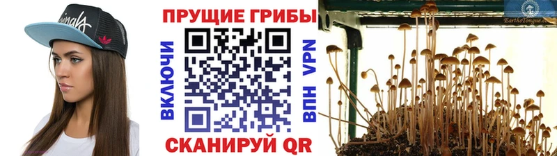 omg купить закладку Изобильный Псилоцибиновые грибы мухоморы